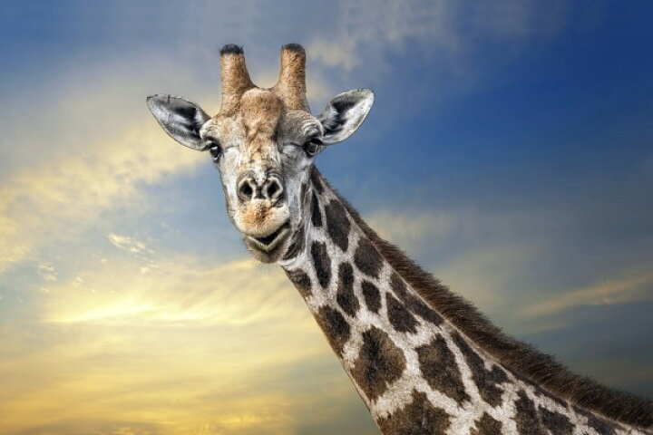 楽天市場 動物 アニマル キリンの壁紙 輸入 カスタム壁紙 Photowall Friendly Giraffe E 貼ってはがせるフリース壁紙 不織布 海外取り寄せのため1カ月程度でお届け 代引き 後払い不可 壁紙屋本舗 カベガミヤホンポ