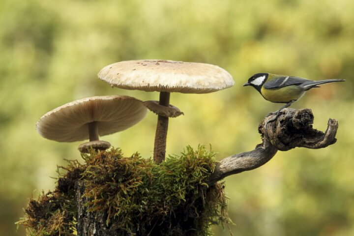 楽天市場 キノコ きのこ シジュウカラ 鳥の壁紙 輸入 カスタム壁紙 Photowall Mushrooms Bird E 貼ってはがせるフリース壁紙 不織布 海外取寄せ商品 代引き 後払い不可 壁紙屋本舗 カベガミヤホンポ 楽天市場 キノコ きのこ シジュウカラ 鳥の壁紙 輸入 カスタム壁紙 Photowall Mushrooms Bird E 貼ってはがせるフリース壁紙 不織布 海外取寄せ商品 代引き 後払い不可 壁紙屋本舗 カベガミヤホンポ