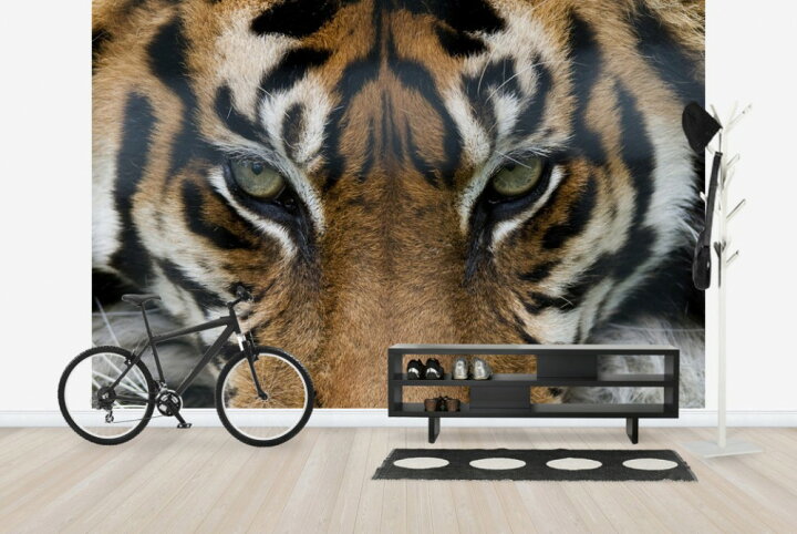 楽天市場 動物 アニマル 虎 トラの壁紙 輸入 カスタム壁紙 Photowall Eye Of The Tiger E 貼ってはがせるフリース壁紙 不織布 海外取り寄せのため1カ月程度でお届け 代引き不可 壁紙屋本舗 カベガミヤホンポ