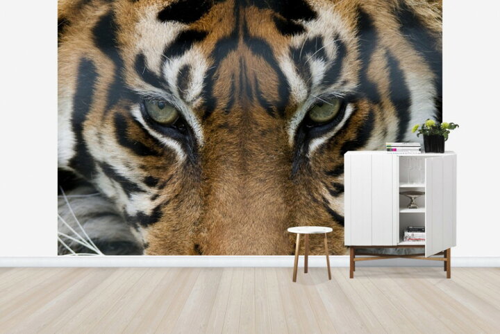 楽天市場 動物 アニマル 虎 トラの壁紙 輸入 カスタム壁紙 Photowall Eye Of The Tiger E 貼ってはがせるフリース壁紙 不織布 海外取り寄せのため1カ月程度でお届け 代引き 後払い不可 壁紙屋本舗 カベガミヤホンポ