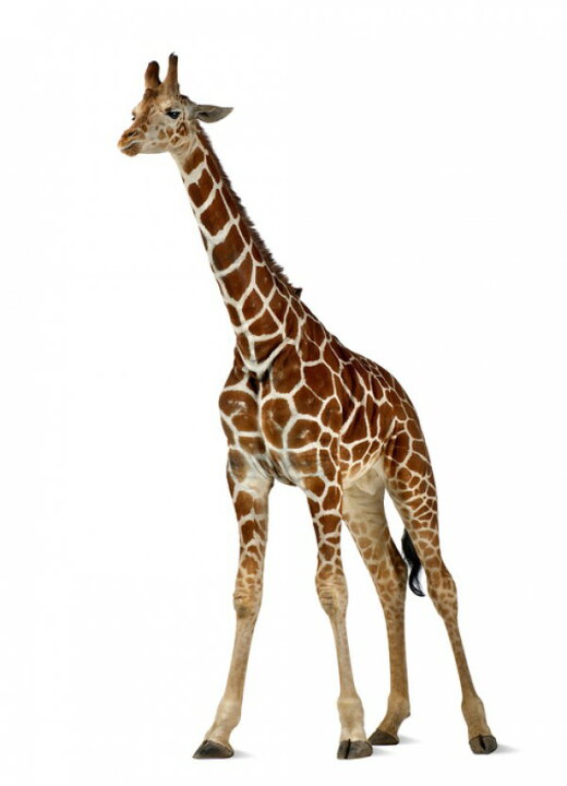 楽天市場 動物 アニマル キリンの壁紙 輸入 カスタム壁紙 Photowall Young Giraffe E 貼ってはがせるフリース 壁紙 不織布 海外取り寄せのため1カ月程度でお届け 代引き 後払い不可 壁紙屋本舗 カベガミヤホンポ