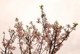 自然 花 フラワー フローラルの壁紙 輸入 カスタム壁紙 PHOTOWALL / Sakura Blossom against Pink Sky (e24092) 貼ってはがせるフリース壁紙(不織布) 【海外取寄せ商品】 【代引き・後払い不可】