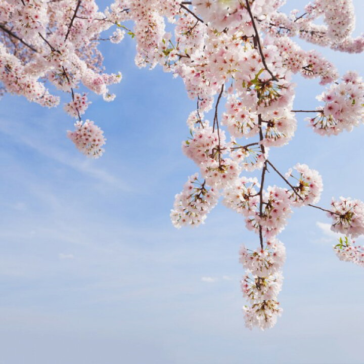 楽天市場 桜 サクラ 自然 花 フラワー フローラル 花見 エア花見の壁紙 輸入 カスタム壁紙 Photowall Under A Cherry Tree E 貼ってはがせるフリース壁紙 不織布 海外取り寄せのため1カ月程度でお届け 代引き 後払い不可 壁紙屋本舗 カベガミヤホンポ
