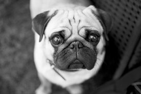 楽天市場 犬 壁紙 壁紙 装飾フィルム インテリア 寝具 収納の通販