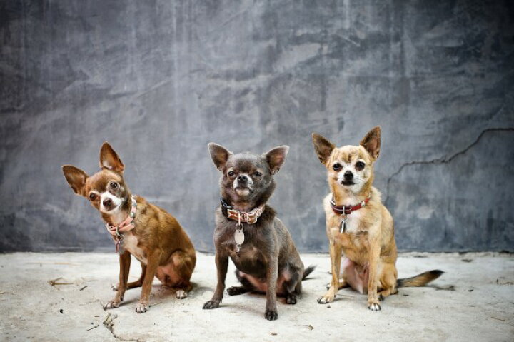 楽天市場 動物 アニマル 犬 イヌの壁紙 輸入 カスタム壁紙 Photowall Chihuahua Trio E 貼ってはがせるフリース壁紙 不織布 海外取り寄せのため1カ月程度でお届け 代引き 後払い不可 壁紙屋本舗 カベガミヤホンポ