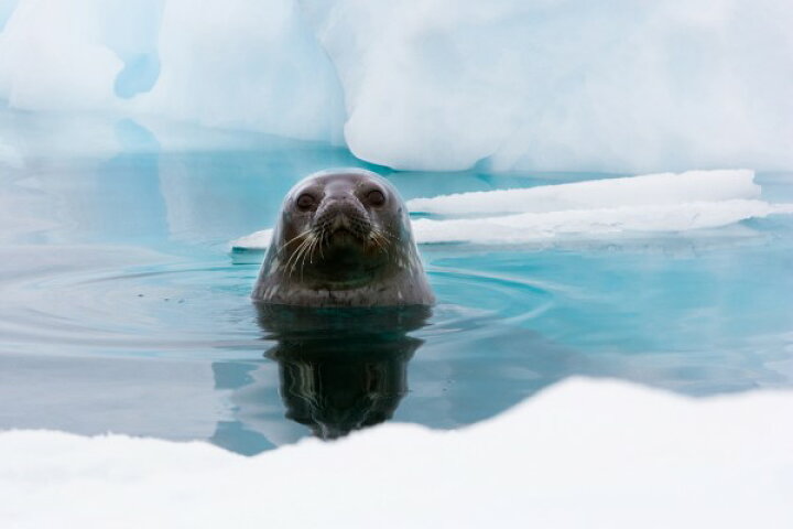 楽天市場 動物 アニマル 自然の壁紙 冬 アザラシ 輸入 カスタム壁紙 Photowall Curious Seal E 貼ってはがせるフリース壁紙 不織布 海外取り寄せのため1カ月程度でお届け 代引き 後払い不可 壁紙屋本舗 カベガミヤホンポ