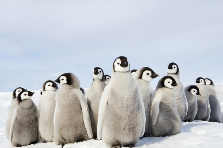 楽天市場 動物 アニマル ペンギンの壁紙 輸入 カスタム壁紙 Photowall Group Of Emperor Penguin Chicks E 貼ってはがせるフリース壁紙 不織布 海外取り寄せのため1カ月程度でお届け 代引き 後払い不可 壁紙 屋本舗 カベガミヤホンポ