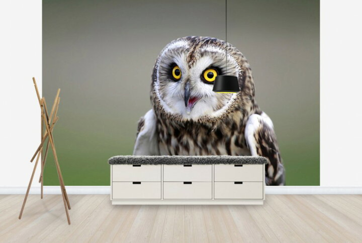 楽天市場 動物 アニマル 梟 フクロウ ふくろうの壁紙 輸入 カスタム壁紙 Photowall Short Eared Owl E 貼ってはがせるフリース壁紙 不織布 海外取り寄せのため1カ月程度でお届け 代引き 後払い不可 壁紙屋本舗 カベガミヤホンポ