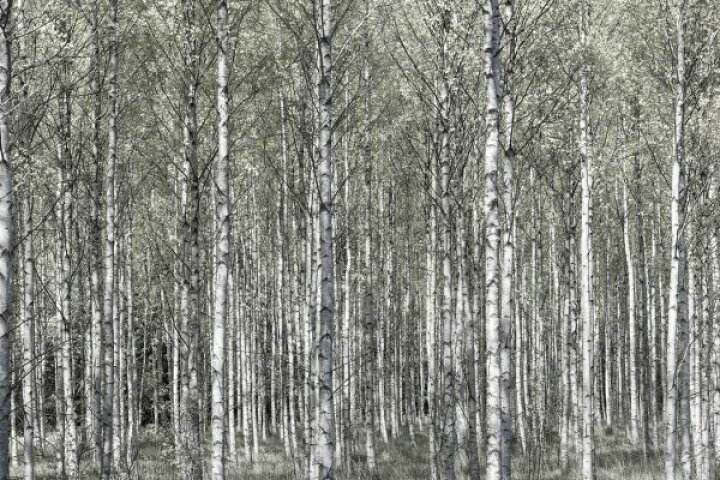 楽天市場 自然 森の壁紙 春 白樺 輸入 カスタム壁紙 Photowall Spring Birch Forest E 貼ってはがせるフリース壁紙 不織布 海外取り寄せのため1カ月程度でお届け 代引き 後払い不可 壁紙屋本舗 カベガミヤホンポ