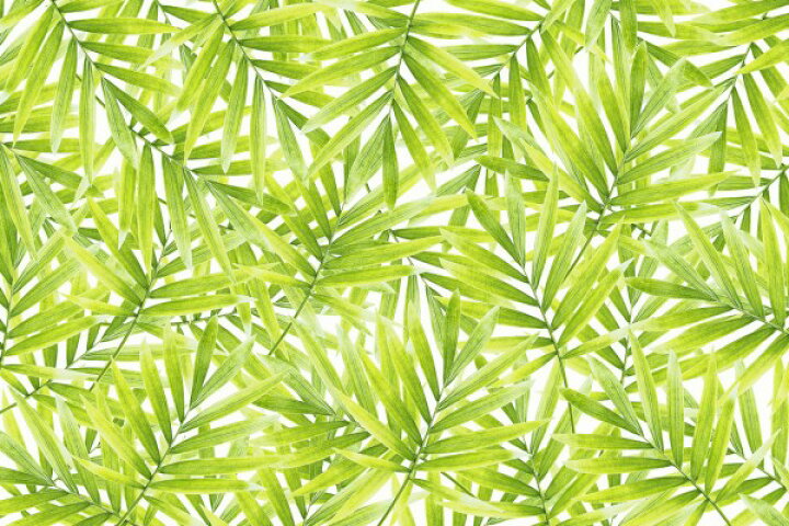 楽天市場 自然 パターン 模様の壁紙 輸入 カスタム壁紙 Photowall Green Formation E 貼ってはがせるフリース壁紙 不織布 海外取り寄せのため1カ月程度でお届け 代引き 後払い不可 壁紙屋本舗 カベガミヤホンポ