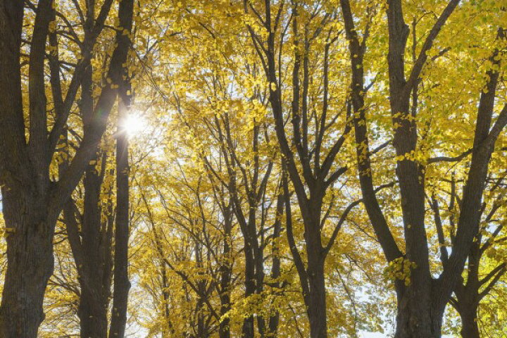 楽天市場 自然 森の壁紙 秋 紅葉 輸入 カスタム壁紙 Photowall Autumn Trees E 貼ってはがせるフリース壁紙 不織布 海外取り寄せのため1カ月程度でお届け 代引き 後払い不可 壁紙屋本舗 カベガミヤホンポ