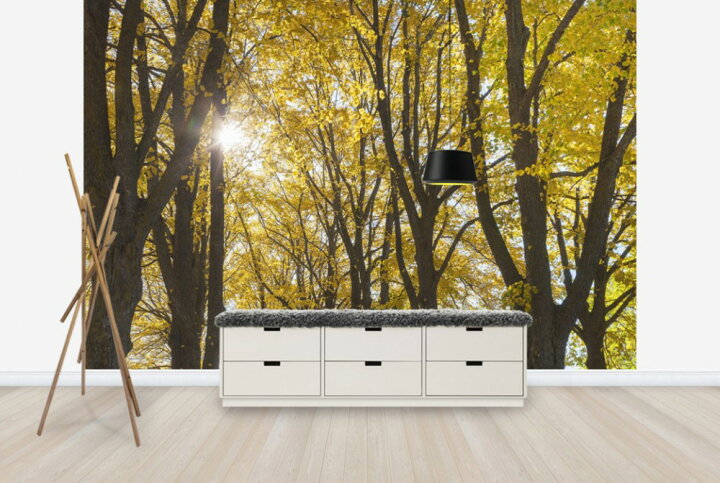楽天市場 自然 森の壁紙 秋 紅葉 輸入 カスタム壁紙 Photowall Autumn Trees E 貼ってはがせるフリース壁紙 不織布 海外取り寄せのため1カ月程度でお届け 代引き 後払い不可 壁紙屋本舗 カベガミヤホンポ