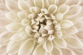 すべての花の画像 最高の壁紙 ダリア 白