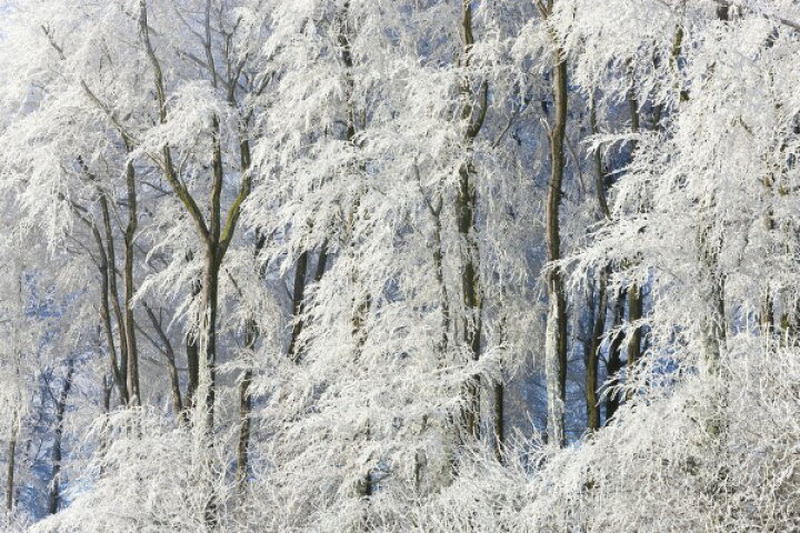 楽天市場 風景 景色 自然の壁紙 冬 雪山 輸入 カスタム壁紙 Photowall Snow Covered Trees In Gloucestershire E 貼ってはがせるフリース壁紙 不織布 海外取り寄せのため1カ月程度でお届け 代引き 後払い不可 壁紙屋本舗 カベガミヤホンポ