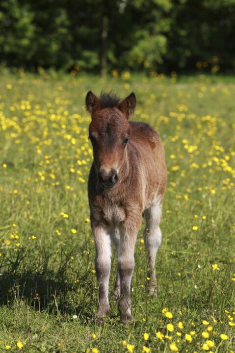 楽天市場 馬 ウマ 牧場の壁紙 輸入 カスタム壁紙 Photowall Shetland Pony Foal E 貼ってはがせるフリース壁紙 不織布 海外取り寄せのため1カ月程度でお届け 代引き 後払い不可 壁紙屋本舗 カベガミヤホンポ