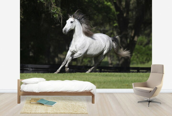 楽天市場 動物 アニマル 馬 ウマの壁紙 輸入 カスタム壁紙 Photowall White Andalusian E 貼ってはがせるフリース壁紙 不織布 海外取り寄せのため1カ月程度でお届け 代引き 後払い不可 壁紙屋本舗 カベガミヤホンポ