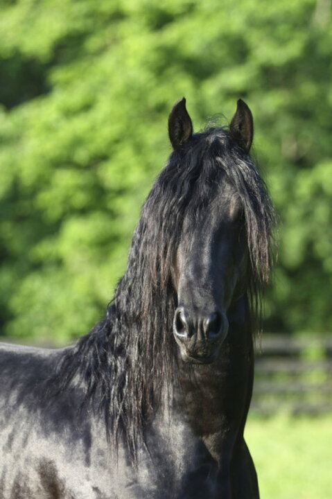 楽天市場 動物 アニマル 馬 ウマの壁紙 輸入 カスタム壁紙 Photowall Friesian Horse E299 貼ってはがせるフリース壁紙 不織布 海外取り寄せのため1カ月程度でお届け 代引き 後払い不可 壁紙屋本舗 カベガミヤホンポ