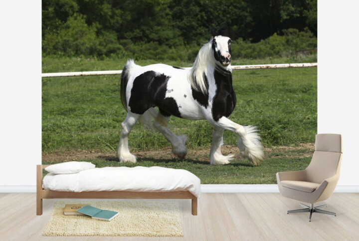 楽天市場 動物 アニマル 馬 ウマの壁紙 輸入 カスタム壁紙 Photowall White And Brown Irish Cob E292 貼ってはがせるフリース壁紙 不織布 海外取り寄せのため1カ月程度でお届け 代引き 後払い不可 壁紙 屋本舗 カベガミヤホンポ 楽天市場 動物 アニマル 馬 ウマの壁紙 輸入 カスタム壁紙 Photowall White And Brown Irish Cob E292 貼ってはがせるフリース壁紙 不織布 海外取り寄せのため1カ月程度でお届け 代引き 後払い不可 壁紙 屋本舗 カベガミヤホンポ