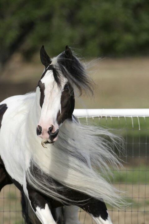 楽天市場 動物 アニマル 馬 ウマの壁紙 輸入 カスタム壁紙 Photowall Irish Cob In The Wind E296 貼ってはがせるフリース壁紙 不織布 海外取り寄せのため1カ月程度でお届け 代引き 後払い不可 壁紙屋本舗 カベガミヤホンポ 楽天市場 動物 アニマル 馬 ウマの壁紙 輸入 カスタム壁紙 Photowall Irish Cob In The Wind E296 貼ってはがせるフリース壁紙 不織布 海外取り寄せのため1カ月程度でお届け 代引き 後払い不可 壁紙屋本舗 カベガミヤホンポ