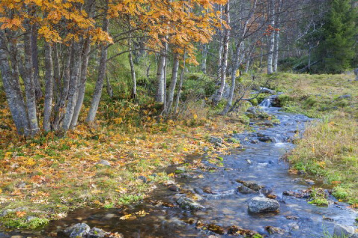 楽天市場 風景 景色 森の壁紙 輸入 カスタム壁紙 Photowall Autumn River 0759 貼ってはがせるフリース壁紙 不織布 海外取り寄せのため1カ月程度でお届け 代引き 後払い不可 壁紙屋本舗 カベガミヤホンポ 楽天市場 風景 景色 森の壁紙 輸入 カスタム壁紙 Photowall Autumn River 0759 貼ってはがせるフリース壁紙 不織布 海外取り寄せのため1カ月程度でお届け 代引き 後払い不可 壁紙屋本舗 カベガミヤホンポ