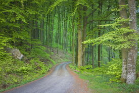 風景 景色 自然の壁紙 輸入 カスタム壁紙 輸入壁紙 カスタム壁紙 PHOTOWALL / Beech Forest Road (e41141) 貼ってはがせるフリース壁紙(不織布) 【海外取寄せ商品】 【代引き・後払い不可】