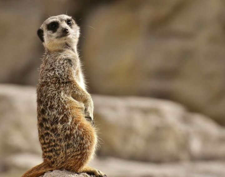 楽天市場 ミーアキャット 動物の壁紙 輸入 カスタム壁紙 Photowall Meerkat In Tiergarten Zoo 貼ってはがせるフリース壁紙 不織布 海外取り寄せのため1カ月程度でお届け 代引き 後払い不可 壁紙屋本舗 カベガミヤホンポ