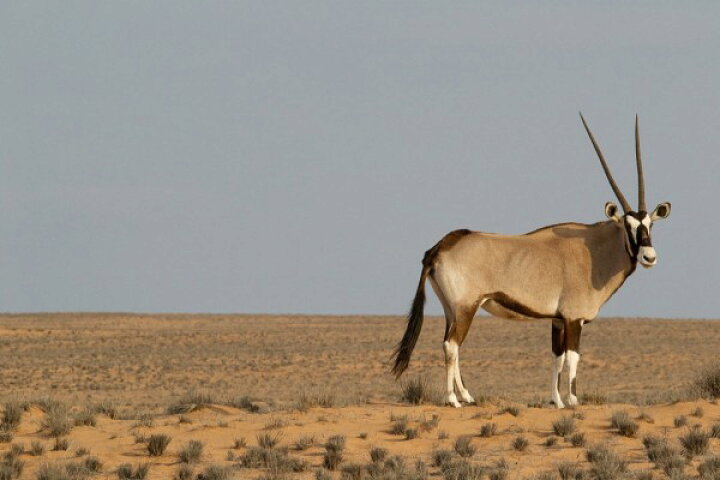 楽天市場 オリックス 動物の壁紙 輸入 カスタム壁紙 Photowall Oryx 貼ってはがせるフリース壁紙 不織布 海外取り寄せのため1カ月程度でお届け 代引き 後払い不可 壁紙屋本舗 カベガミヤホンポ 楽天市場 オリックス 動物の壁紙 輸入 カスタム壁紙 Photowall Oryx 貼ってはがせるフリース壁紙 不織布 海外取り寄せのため1カ月程度でお届け 代引き 後払い不可 壁紙屋本舗 カベガミヤホンポ