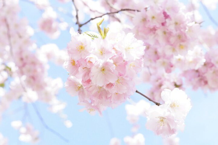 楽天市場 桜 さくら ピンク 花 花見 エア花見 の壁紙 輸入 カスタム壁紙 Photowall Cherry Tree Flowers 貼ってはがせるフリース壁紙 不織布 海外取り寄せのため1カ月程度でお届け 代引き 後払い不可 壁紙 屋本舗 カベガミヤホンポ