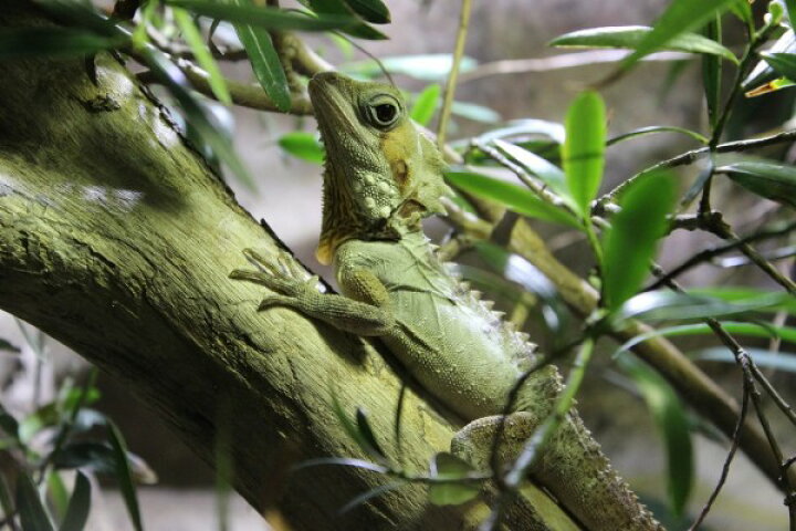 楽天市場 トカゲ 爬虫類 動物の壁紙 輸入 カスタム壁紙 Photowall Lizard On Branch 貼ってはがせるフリース壁紙 不織布 海外取り寄せのため1カ月程度でお届け 代引き 後払い不可 壁紙屋本舗 カベガミヤホンポ