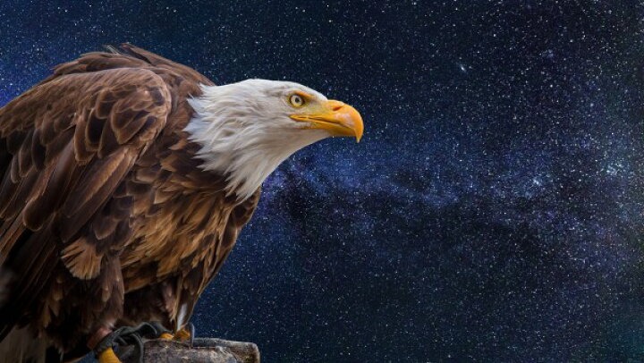楽天市場 ワシ 鷲 鳥の壁紙 輸入 カスタム壁紙 Photowall The Bald Eagle 貼ってはがせるフリース壁紙 不織布 海外取り寄せのため1カ月程度でお届け 代引き 後払い不可 壁紙屋本舗 カベガミヤホンポ