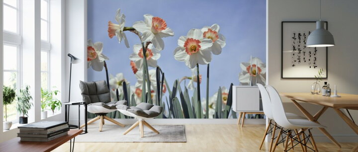 楽天市場 水仙 スイセン 花の壁紙 輸入 カスタム壁紙 Photowall Blooming Daffodils 貼ってはがせるフリース壁紙 不織布 海外取り寄せのため1カ月程度でお届け 代引き 後払い不可 壁紙屋本舗 カベガミヤホンポ