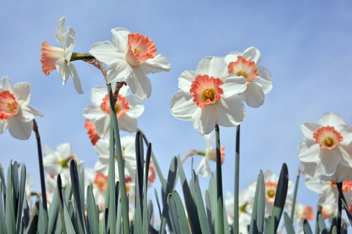 楽天市場 水仙 スイセン 花の壁紙 輸入 カスタム壁紙 Photowall Blooming Daffodils 貼ってはがせるフリース壁紙 不織布 海外取り寄せのため1カ月程度でお届け 代引き 後払い不可 壁紙屋本舗 カベガミヤホンポ