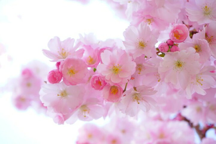 楽天市場 桜 サクラ 花 枝 ピンク 花見 エア花見の壁紙 輸入 カスタム壁紙 Photowall Blossom Cherry Flowers 貼ってはがせるフリース壁紙 不織布 海外取り寄せのため1カ月程度でお届け 代引き 後払い不可 壁紙 屋本舗 カベガミヤホンポ