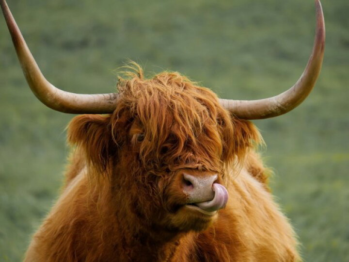 楽天市場 牛 ウシ 動物 顔の壁紙 輸入 カスタム壁紙 Photowall Highland Cattle 貼ってはがせるフリース壁紙 不織布 海外取り寄せのため1カ月程度でお届け 代引き 後払い不可 壁紙屋本舗 カベガミヤホンポ