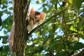楽天市場 子猫 壁紙の通販 楽天市場 子猫 壁紙の通販