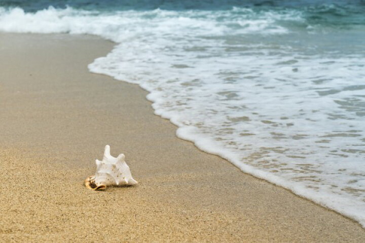 楽天市場 海ビーチ の壁紙 輸入 カスタム壁紙 Photowall Shellfish In The Sand 貼ってはがせるフリース壁紙 不織布 海外取り寄せのため1カ月程度でお届け 代引き 後払い不可 壁紙屋本舗 カベガミヤホンポ