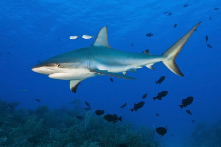 楽天市場 サメ 動物 海の壁紙 輸入 カスタム壁紙 Photowall Caribbean Reef Shark 貼ってはがせるフリース壁紙 不織布 海外取り寄せのため1カ月程度でお届け 代引き不可 壁紙屋本舗 カベガミヤホンポ