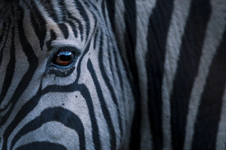 楽天市場 シマウマ 野生動物 顔 目の壁紙 輸入 カスタム壁紙 Photowall Plains Zebra Close Up 貼ってはがせるフリース壁紙 不織布 海外取り寄せのため1カ月程度でお届け 代引き 後払い不可 壁紙屋本舗 カベガミヤホンポ