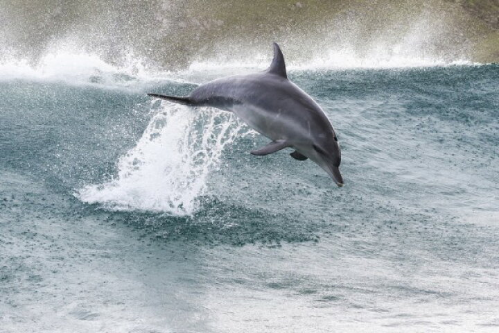 楽天市場 バンドウイルカ イルカ 海 ジャンプの壁紙 輸入 カスタム壁紙 Photowall Indo Pacific Bottlenose Dolphin 貼ってはがせるフリース壁紙 不織布 海外取り寄せのため1カ月程度でお届け 代引き不可 壁紙 屋本舗 カベガミヤホンポ