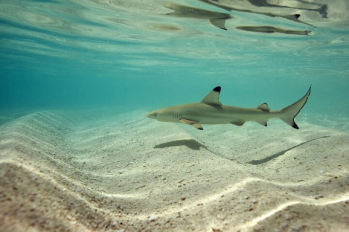 楽天市場 サメ ツマグロ 海の壁紙 輸入 カスタム壁紙 Photowall Blacktip Reef Shark 貼ってはがせるフリース壁紙 不織布 海外取り寄せのため1カ月程度でお届け 代引き 後払い不可 壁紙屋本舗 カベガミヤホンポ