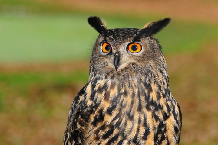 楽天市場 梟 ふくろう フクロウ 鳥 アニマル 動物の壁紙 輸入 カスタム壁紙 Photowall European Eagle Owl 貼ってはがせるフリース壁紙 不織布 海外取り寄せのため1カ月程度でお届け 代引き 後払い不可 壁紙 屋本舗 カベガミヤホンポ