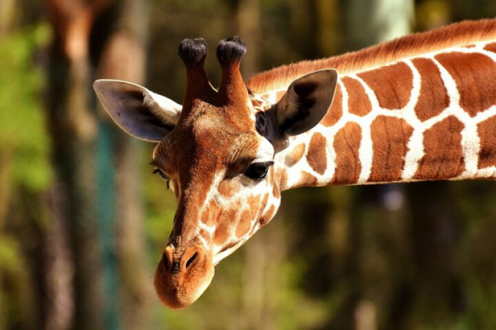 楽天市場 アニマル 動物 キリン ジラフ の壁紙 輸入 カスタム壁紙 Photowall Giraffe In The Wild 貼ってはがせるフリース壁紙 不織布 海外取り寄せのため1カ月程度でお届け 代引き 後払い不可 壁紙 屋本舗 カベガミヤホンポ