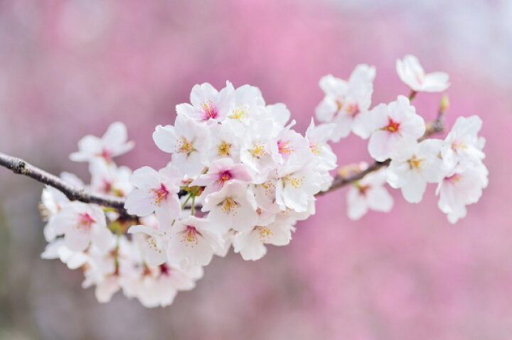 楽天市場 フラワー 花 フローラル 桜 さくら サクラ 花見 エア花見の壁紙 輸入 カスタム壁紙 Photowall Beautiful Cherry Blossoms 貼ってはがせるフリース壁紙 不織布 海外取り寄せのため1カ月程度でお届け 代引き 後払い不可 壁紙屋本舗