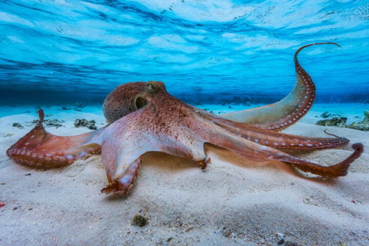 楽天市場 海 うみ アニマル 動物 タコ たこ 蛸 水中の壁紙 輸入 カスタム壁紙 Photowall Octopus 貼ってはがせるフリース壁紙 不織布 海外取り寄せのため1カ月程度でお届け 代引き 後払い不可 壁紙屋本舗 カベガミヤホンポ
