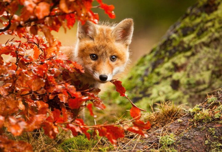 楽天市場 アニマル 動物 きつね キツネ 狐 フォックス の壁紙 輸入 カスタム壁紙 Photowall Fox 貼ってはがせるフリース壁紙 不織布 海外取り寄せのため1カ月程度でお届け 代引き 後払い不可 壁紙屋本舗 カベガミヤホンポ