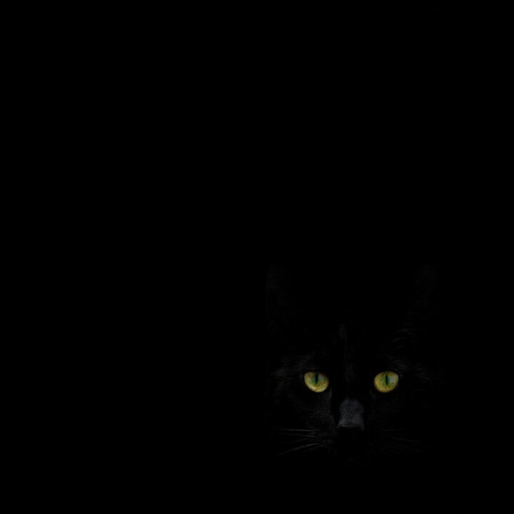 楽天市場 黒 ブラック 猫 の壁紙 輸入 カスタム壁紙 Photowall Watching You From The Dark Side 貼ってはがせるフリース壁紙 不織布 海外取り寄せのため1カ月程度でお届け 代引き 後払い不可 壁紙 屋本舗 カベガミヤホンポ