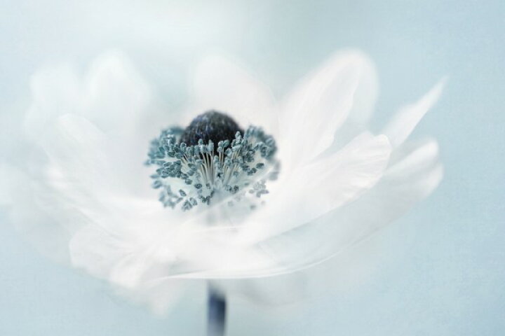 楽天市場 ターコイズ ブルー 青 花 フラワー の壁紙 輸入 カスタム壁紙 Photowall Candy Floss 貼ってはがせるフリース壁紙 不織布 海外取り寄せのため1カ月程度でお届け 代引き 後払い不可 壁紙屋本舗 カベガミヤホンポ