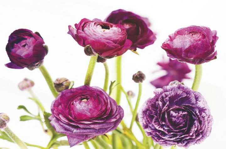 楽天市場 ラナンキュラス キンポウゲ 紫 花の壁紙 輸入 カスタム壁紙 Photowall Spring Ranunculus Iii 貼ってはがせるフリース壁紙 不織布 海外取り寄せのため1カ月程度でお届け 代引き 後払い不可 壁紙屋本舗 カベガミヤホンポ 楽天市場 ラナンキュラス キンポウゲ 紫 花の壁紙 輸入 カスタム壁紙 Photowall Spring Ranunculus Iii 貼ってはがせるフリース壁紙 不織布 海外取り寄せのため1カ月程度でお届け 代引き 後払い不可 壁紙屋本舗 カベガミヤホンポ