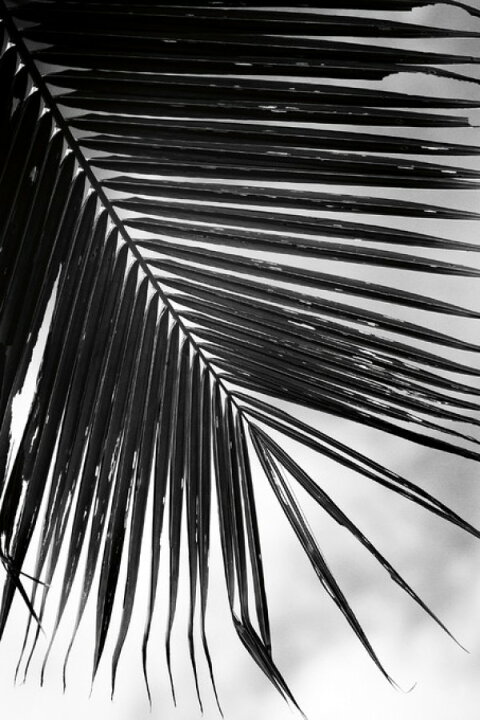楽天市場 ヤシの木 葉 モノクロの壁紙 輸入 カスタム壁紙 Photowall Palm Frond Ii 貼ってはがせるフリース壁紙 不織布 海外取り寄せのため1カ月程度でお届け 代引き 後払い不可 壁紙屋本舗 カベガミヤホンポ