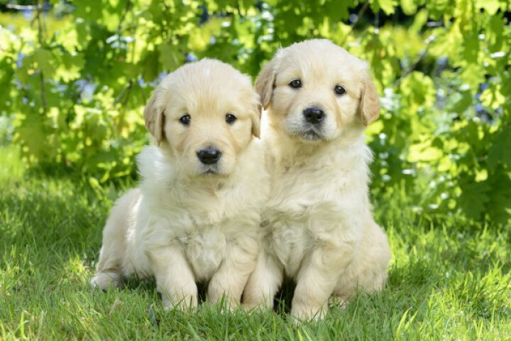 楽天市場 子犬 ゴールデンレトリーバーの壁紙 輸入 カスタム壁紙 Photowall Two Dogs In Garden 貼ってはがせるフリース壁紙 不織布 海外取り寄せのため1カ月程度でお届け 代引き 後払い不可 壁紙屋本舗 カベガミヤホンポ